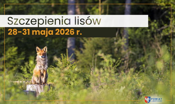 szczepienia lisów maj 2026 na strone